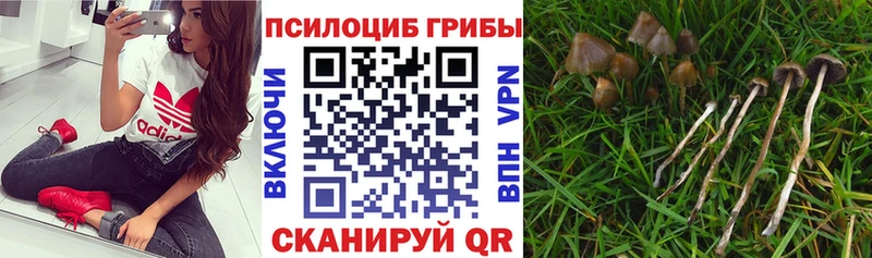 Галлюциногенные грибы GOLDEN TEACHER  Купить где  Малмыж 